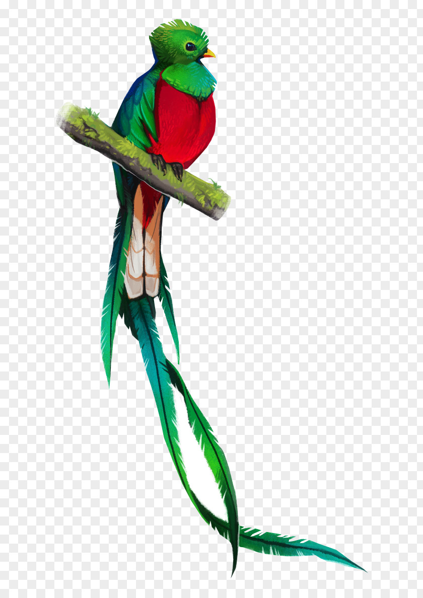 Bird Supply Parakeet Parrot PNG