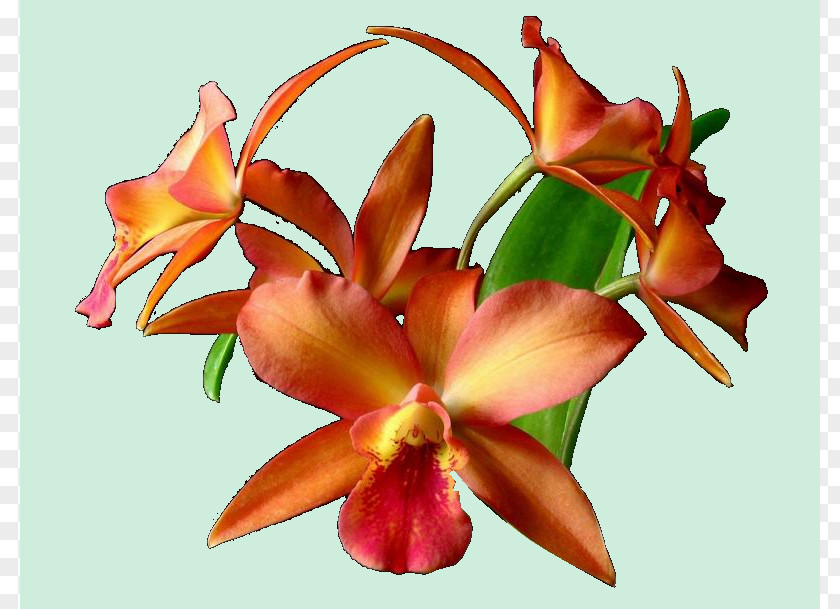 Cattleya Orchids Cut Flowers Moth Petal PNG