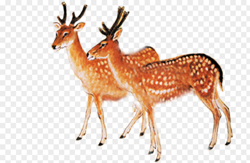 Deer Red Sika PNG