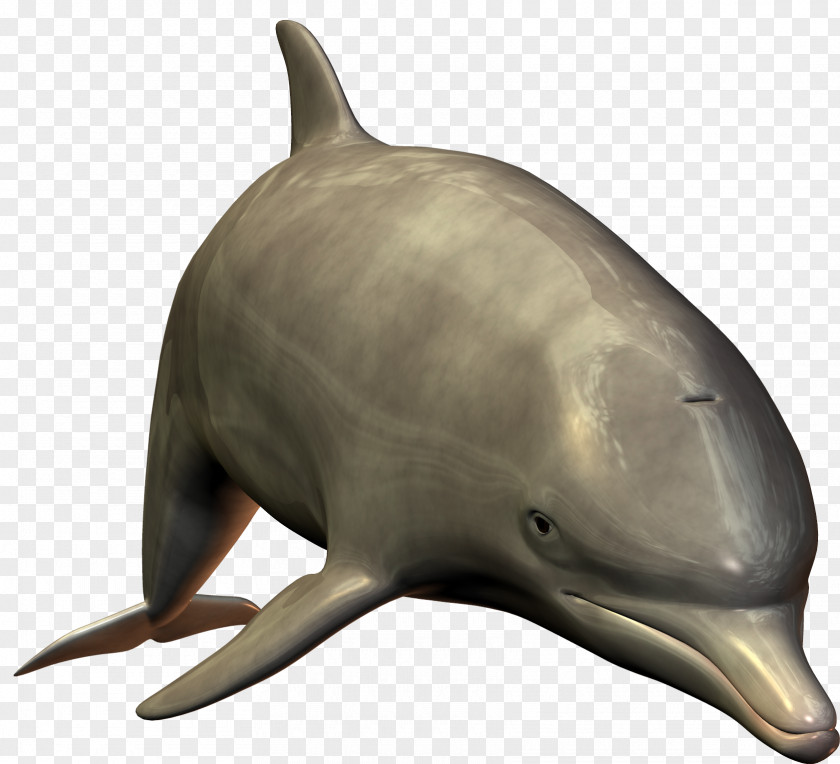 Dolphin Image Bottlenose PNG