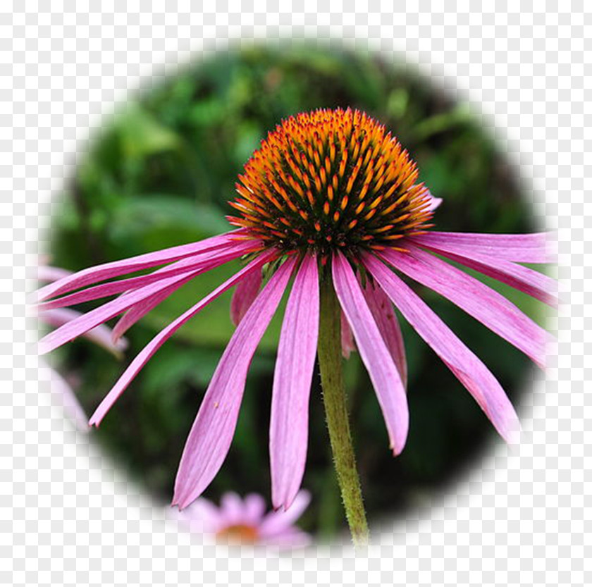 Echinacea Purple Coneflower Angustifolia Perennial Plant Phytotherapy Pallida PNG