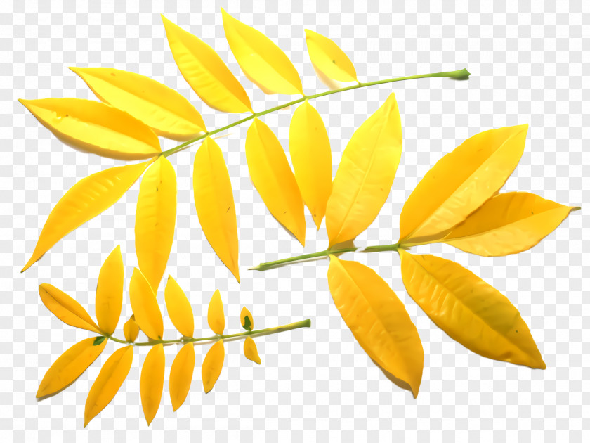 Flowering Plant Tree Yellow Leaf Flower PNG