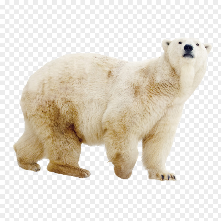 Polar Bear ZOOM Erlebniswelt Gelsenkirchen PNG