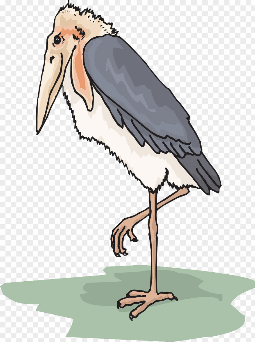 Stork Marabou Bird Clip Art PNG
