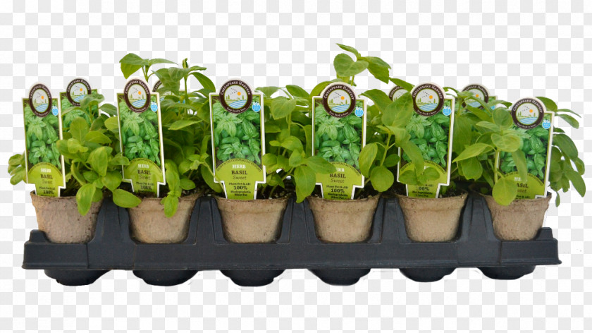 Sweet Basil Chesapeake Harvest Flowerpot Homestead Gardens Forest Gardening PNG