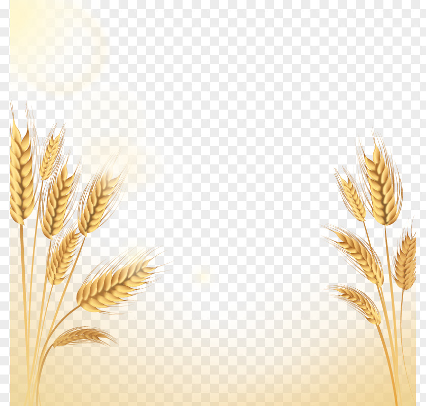 Vector Rice Emmer Euclidean Icon PNG