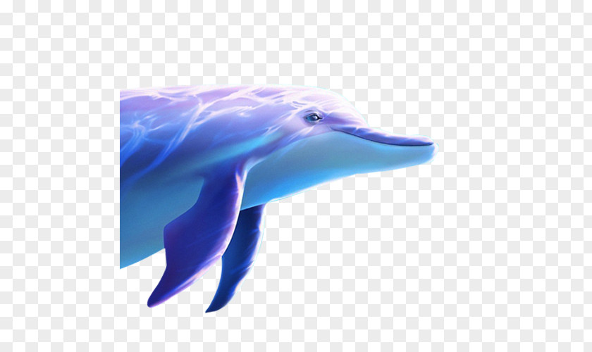 Whale Common Bottlenose Dolphin Wholphin Short-beaked Tucuxi Spinner PNG