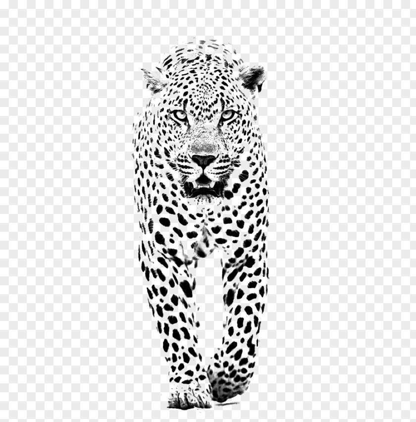 Black And White Cheetah Leopard Jaguar Lion Tiger Panther PNG
