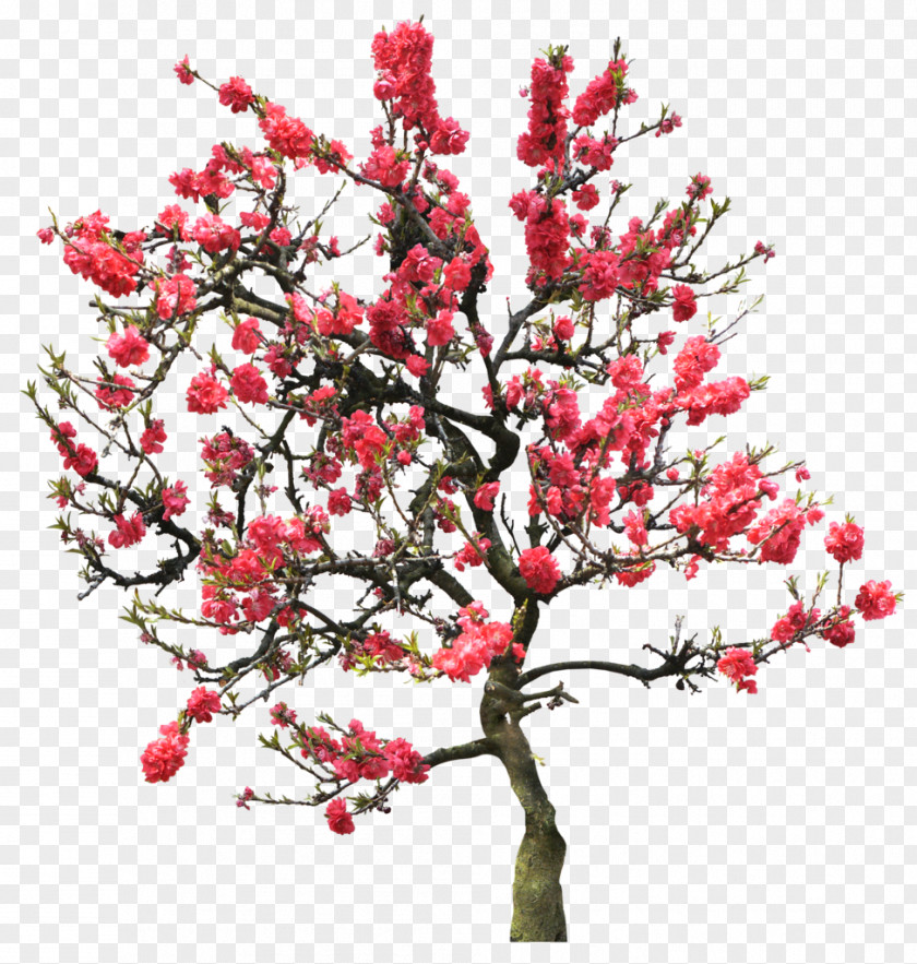 Cherry Blossom Diamant Koninkrijk Flowers & Trees Garden Android PNG