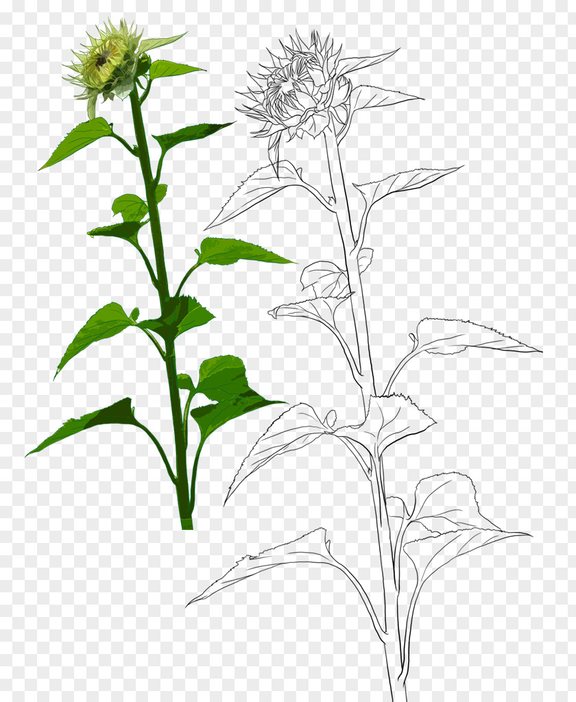 Hand-painted Sunflower Common Euclidean Vector Oil PNG