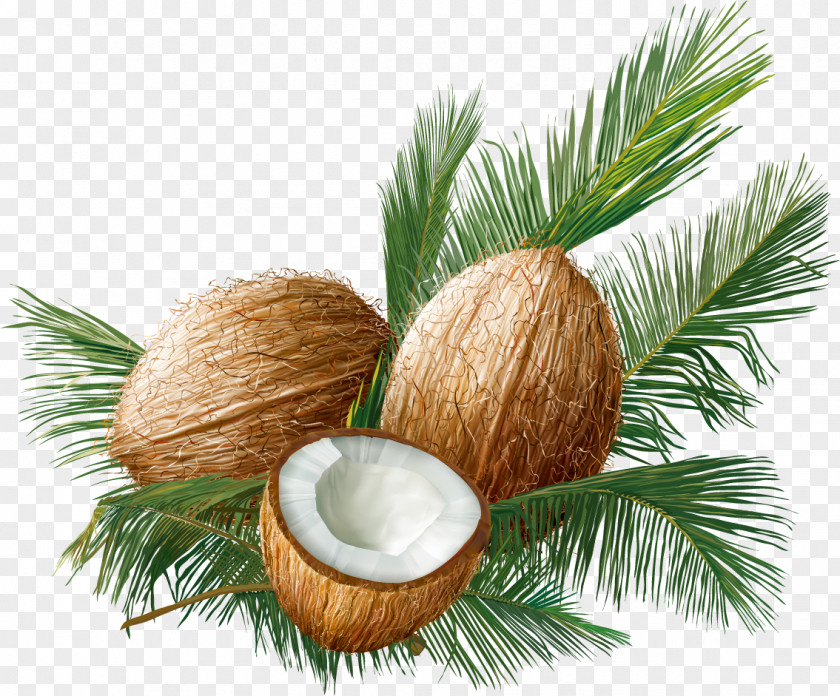 Sweet Coconut Fruit Euclidean Vector Tropical PNG