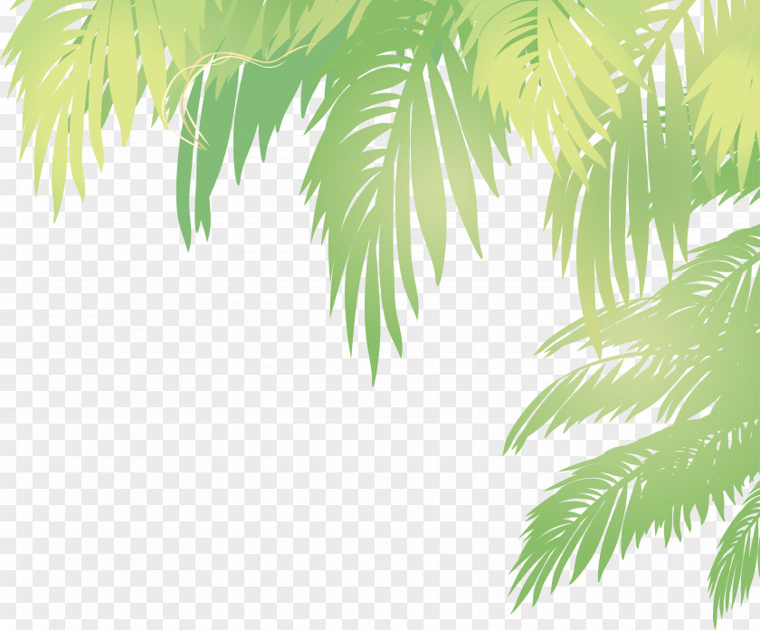Vector Palm Leaves Arecaceae Leaf Euclidean Coconut PNG