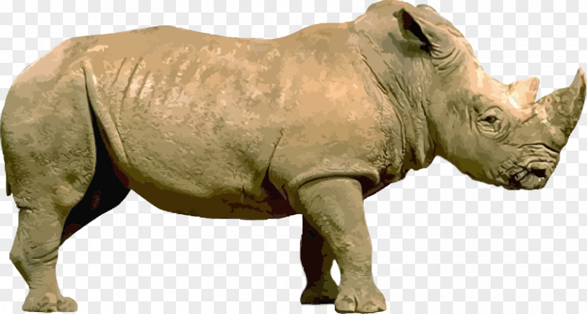 Vector Rhino Rhinoceros Stock Illustration PNG