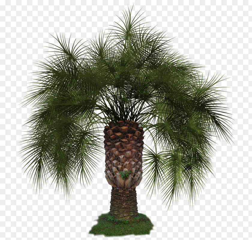 Arecaceae Asian Palmyra Palm Clip Art PNG