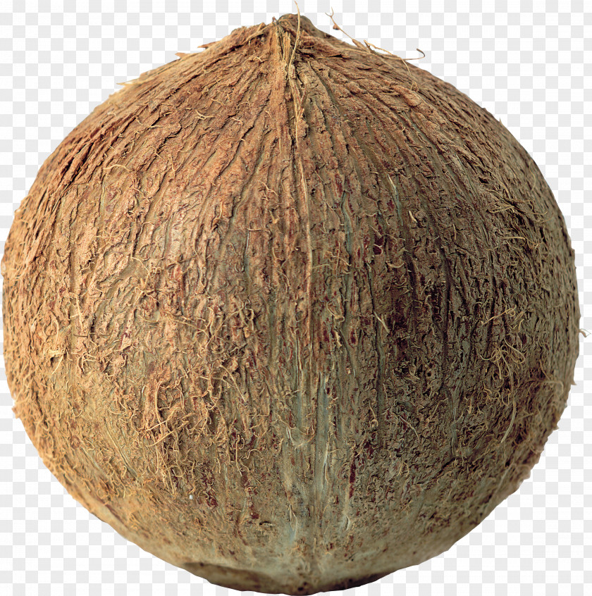 Coconut Image Fruit PhotoScape PNG