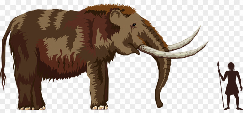 Elephant Pliocene Mastodon Woolly Mammoth PNG