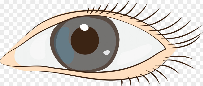 Eye Eyelid Stye Blepharitis PNG