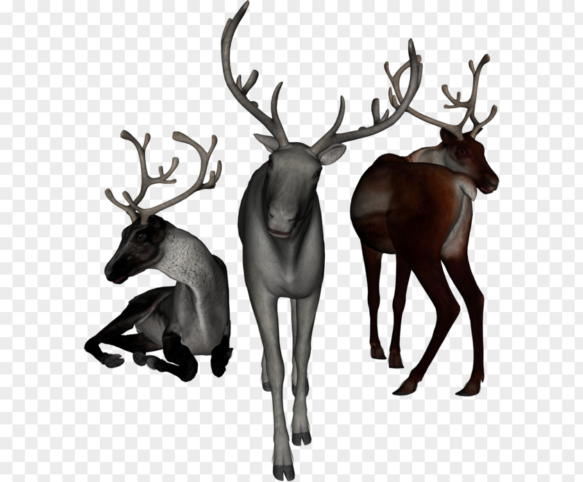 Reindeer Elk White-tailed Deer Moose PNG