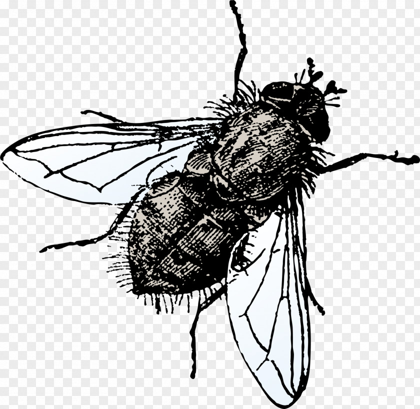 Black Ugly Fly Icon PNG