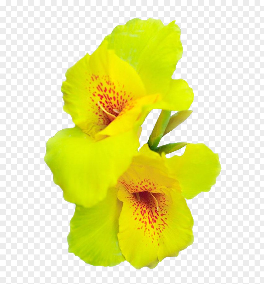 Cannabis Pictures Canna Indica Flower Sativa PNG