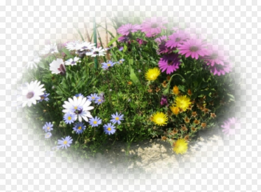 Chrysanthemum Floral Design Desktop Wallpaper PNG