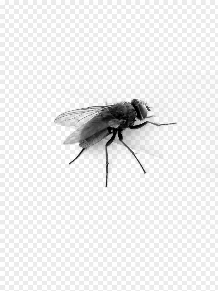 Fly Image Bee Insect Wing Black And White PNG