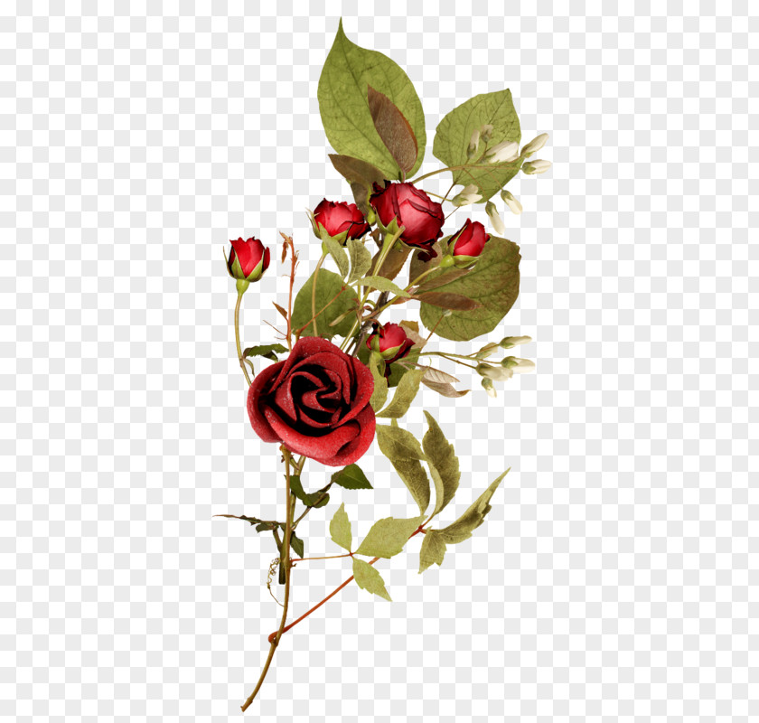 Rose Decorative Patterns Of Plants Flower Garden Roses Clip Art PNG