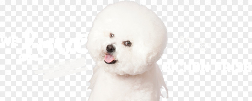 Bichon Frise Maltese Dog Puppy Breed Companion PNG