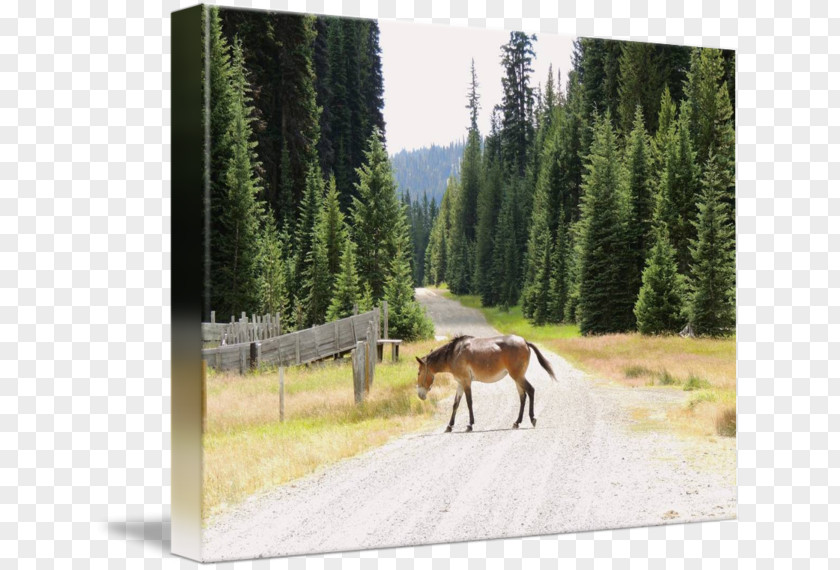 Cross The Road Mustang Mare Nature Reserve Pack Animal Wildlife PNG
