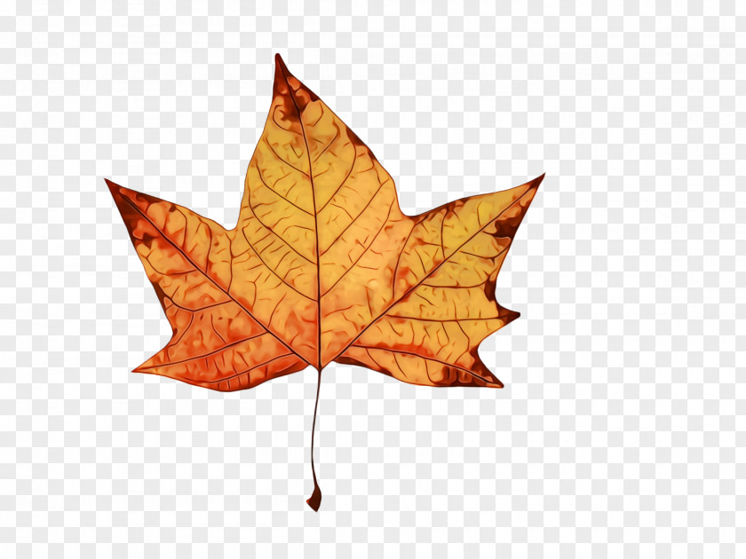 Deciduous Sweet Gum Maple Leaf PNG