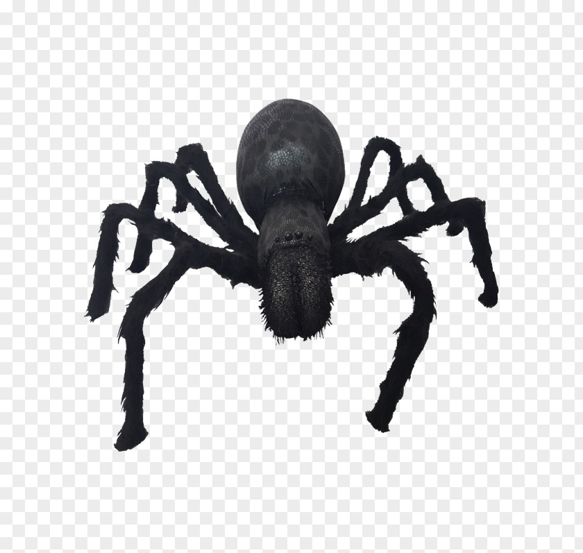 Spider Insect Arachnid PNG