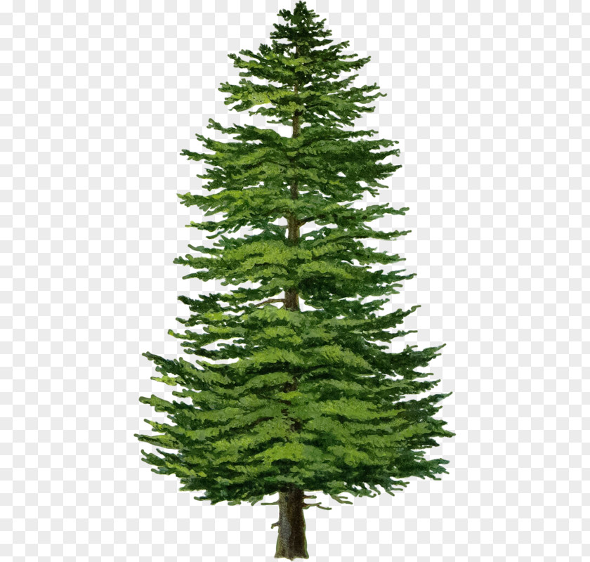 Tree Buddha Spruce Fir Pine Larch PNG