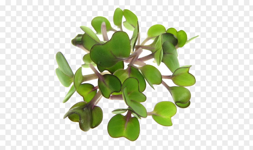 Alfalfa Raw Foodism Microgreen Sprouting Seed Salad PNG