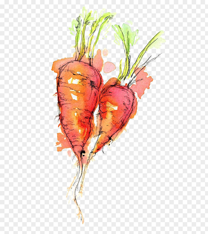 Carrot Watercolor Painting Drawing Ink Sketch PNG