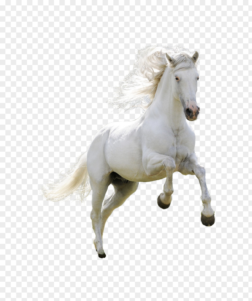 Horse Desktop Wallpaper Image High-definition Video PNG