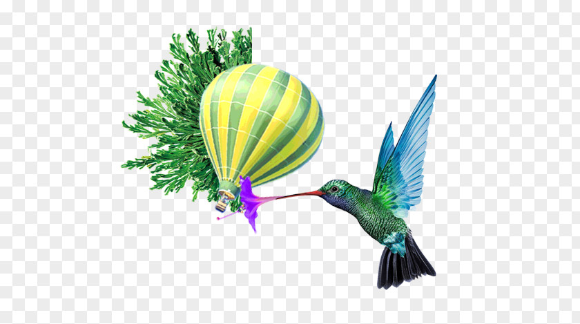 Hummingbird Balloon Background Trinidad And Tobago Montego Bay Flight Caribbean Airlines PNG