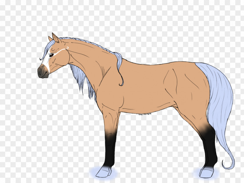 Mustang Foal Mare Stallion Colt PNG