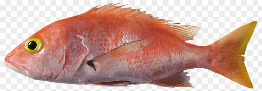 Nombre Cientxedfico Northern Red Snapper Fish Products Marine Biology Fauna PNG