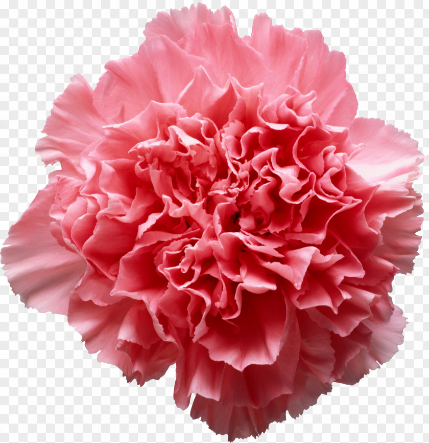 Onion Pink Flowers Carnation Clip Art PNG