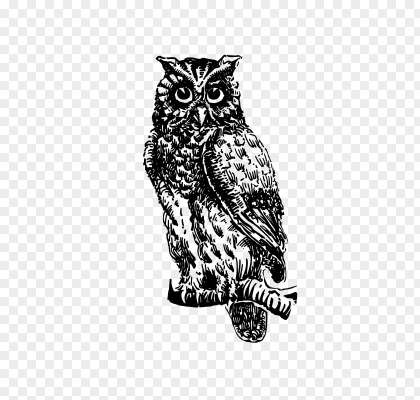Owl The Picture-poetry Book Drawing Clip Art PNG