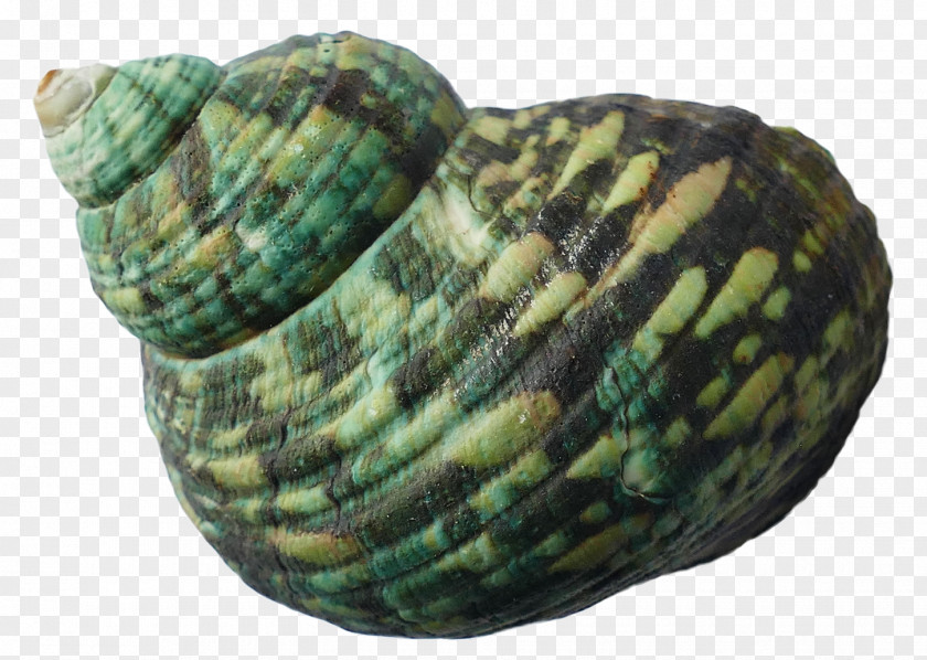 Sea Shell Urchin Clam Seashell PNG