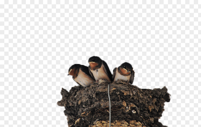 Swallows In The Nest Swallow Edible Birds Passerine PNG