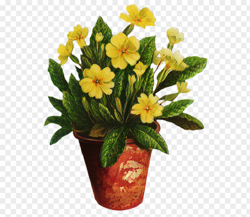 Cut Flowers Floral Design Primrose Friendship PNG