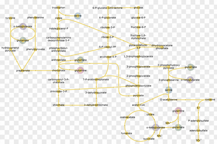 Glycolysis Enzyme Biochemistry No Man Is An Island Glucose PNG