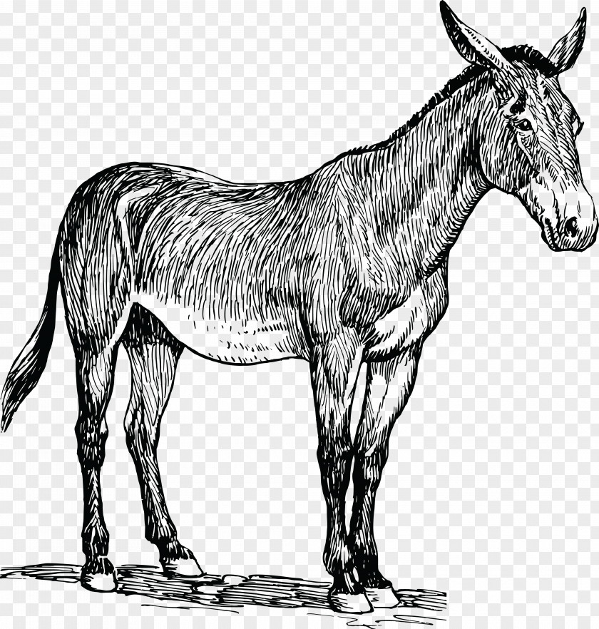 Mule Horse Drawing Line Art PNG