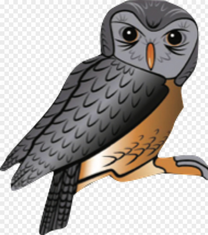 Owl Hawk Falcon Beak PNG