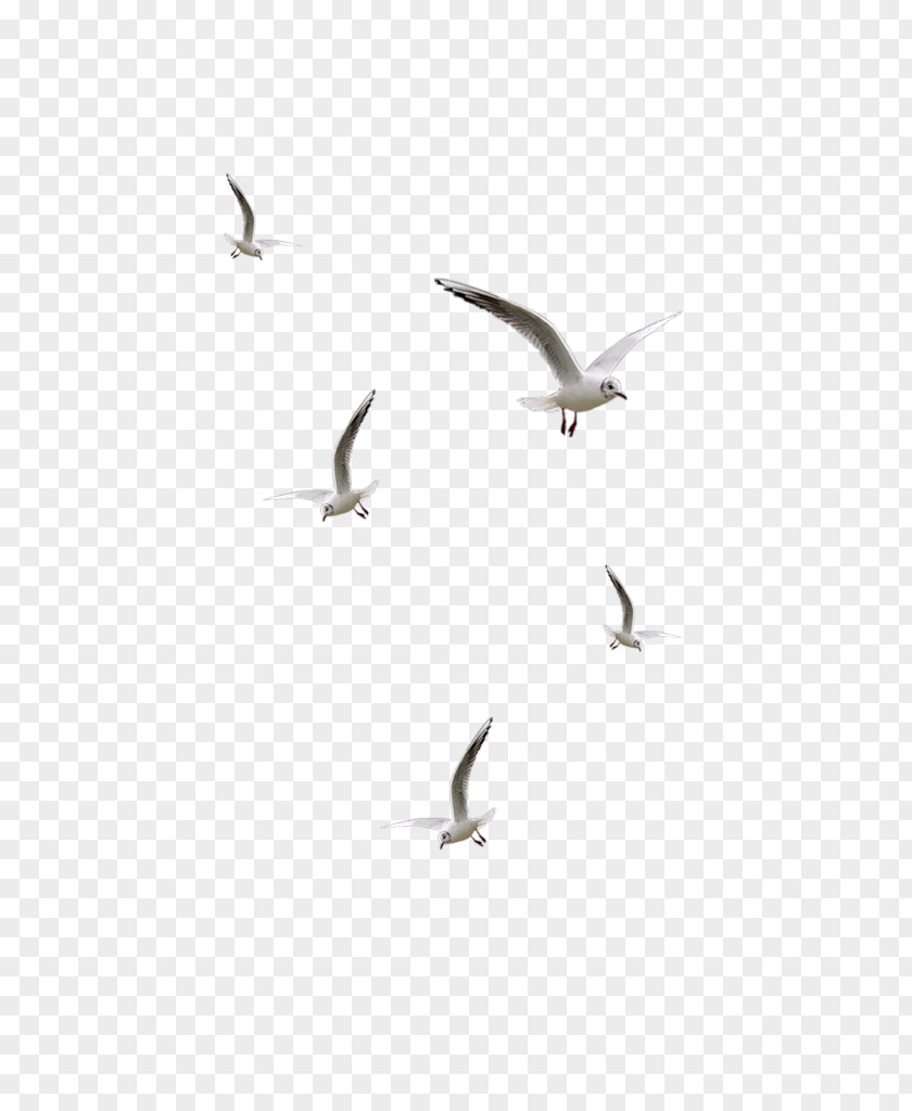 Seagulls Flying Bird Desktop Wallpaper Clip Art PNG