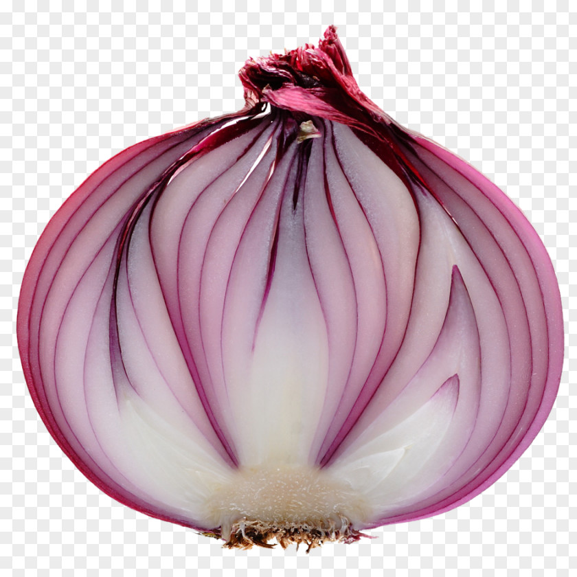 Slice Onion Shallot Ring Red White PNG