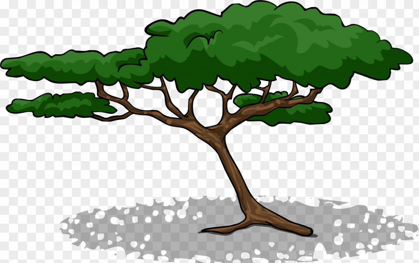 Tree Branch Acacia Clip Art PNG