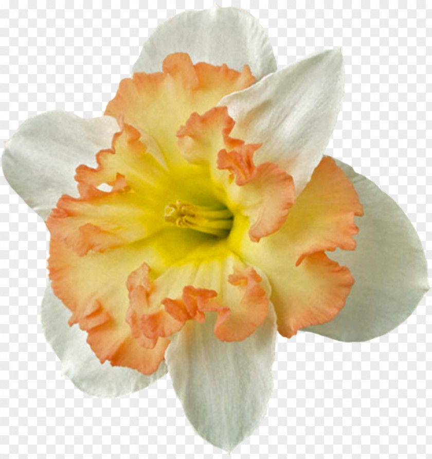 Bulb Flower Jonquil Zazzle Paper PNG